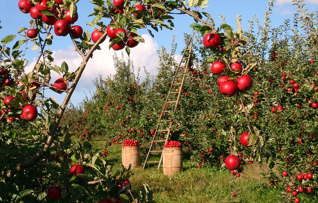 Czy obierać jabłka do wyciskarki wolnoobrotowej?